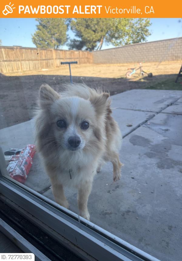 Found/Stray Female Dog last seen Near and La mesa, Victorville, CA 92392