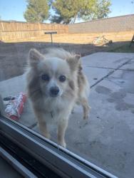 Found/Stray Female Dog last seen Near and La mesa, Victorville, CA 92392