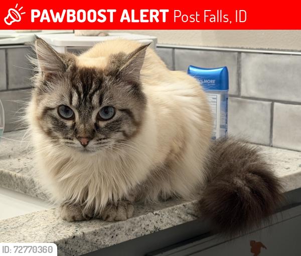 Lost Female Cat last seen Syringa and Poleline, Post Falls, ID 83854