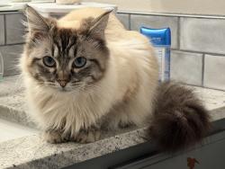 Lost Female Cat last seen Syringa and Poleline, Post Falls, ID 83854