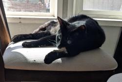 Lost Male Cat last seen On the offramp of I-8 West to Lake Murray Blvd, La Mesa, CA 91942