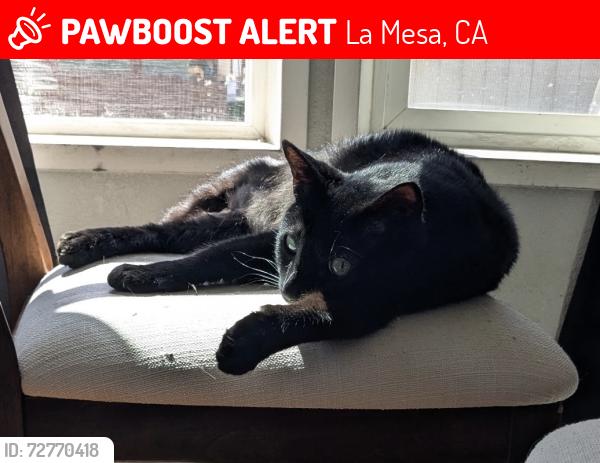 Lost Male Cat last seen On the offramp of I-8 West to Lake Murray Blvd, La Mesa, CA 91942