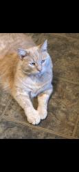 Lost Male Cat last seen Between lilac and riverview , St. Louis, MO 63138