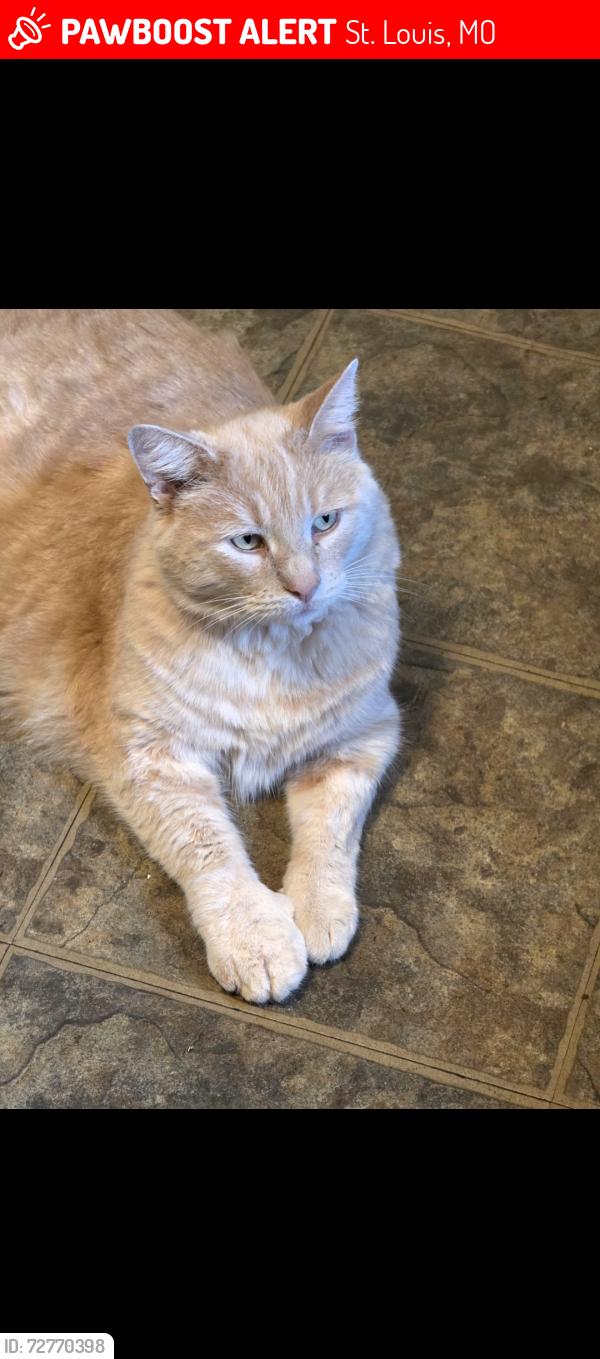 Lost Male Cat last seen Between lilac and riverview , St. Louis, MO 63138