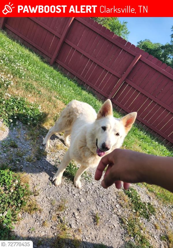 Lost Female Dog last seen Peachers mill rd, Clarksville, TN 37042