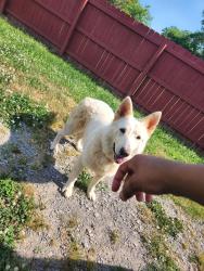 Lost Female Dog last seen Peachers mill rd, Clarksville, TN 37042