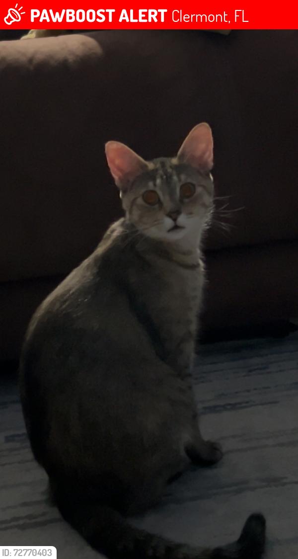 Lost Female Cat last seen Silhouette Dr clermont fl, Clermont, FL 34711