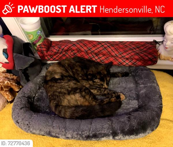 Lost Female Cat last seen Edneyville General Store, Hendersonville, NC 28792
