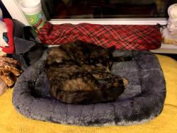 Lost Female Cat last seen Edneyville General Store, Hendersonville, NC 28792
