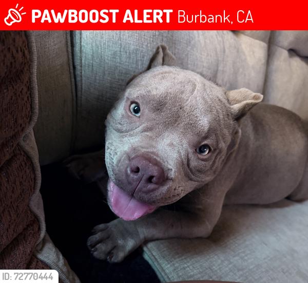 Lost Female Dog last seen Northwest district , Burbank, CA 91506