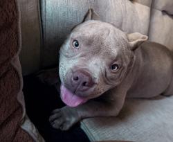 Lost Female Dog last seen Northwest district , Burbank, CA 91506