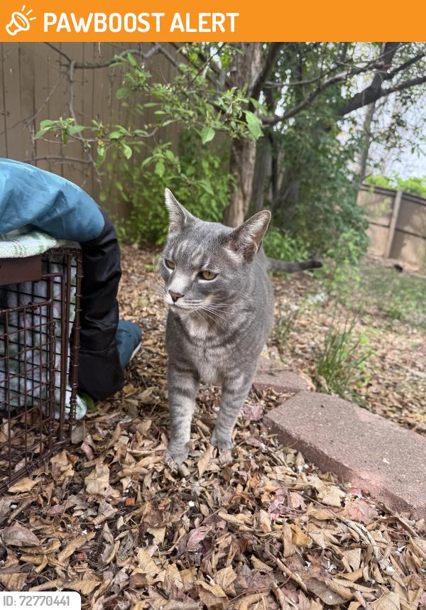 Found/Stray Unknown Cat last seen heatherglen dr and fairlawn trial, Highlands Ranch, CO 80130