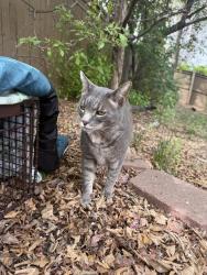 Found/Stray Unknown Cat last seen heatherglen dr and fairlawn trial, Highlands Ranch, CO 80130