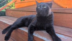 Reunited Male Cat last seen IROQUOIS WAY, San Diego, CA 92117