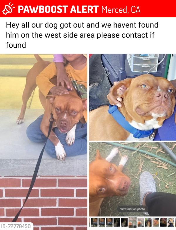 Lost Male Dog last seen 2nd and r st, Merced, CA 95341
