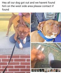 Lost Male Dog last seen 2nd and r st, Merced, CA 95341