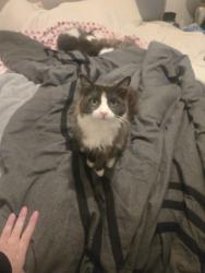 Lost Male Cat last seen Telephone st and johnson dr. , Ventura, CA 93003