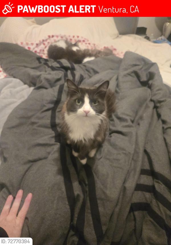 Lost Male Cat last seen Telephone st and johnson dr. , Ventura, CA 93003