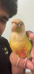 Lost Male Bird last seen Eagle Creek , Orlando, FL 32832