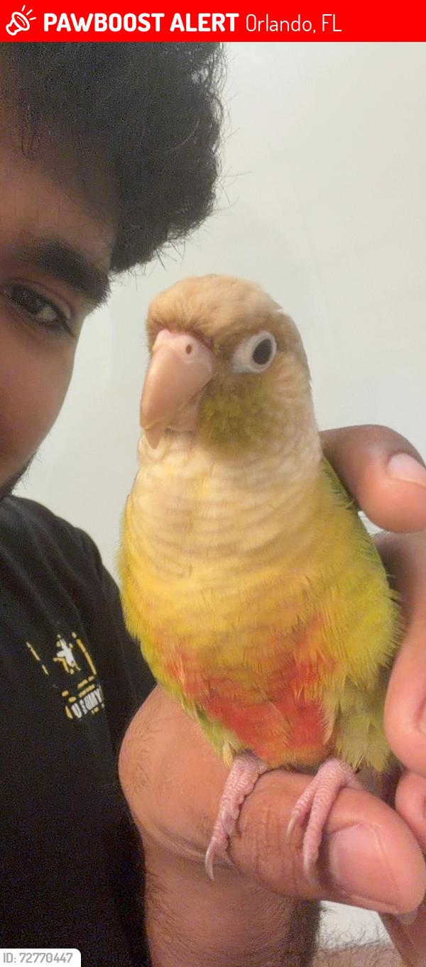 Lost Male Bird last seen Eagle Creek , Orlando, FL 32832