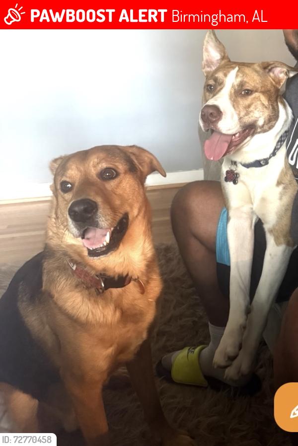 Lost Male Dog last seen Near Gurley Circle , Birmingham, AL 35215