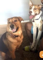 Lost Male Dog last seen Near Gurley Circle , Birmingham, AL 35215