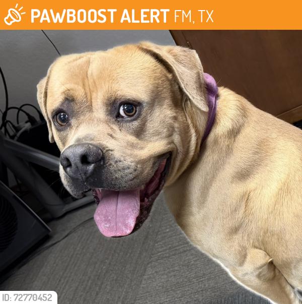 Found/Stray Male Dog last seen FM 1283 past Laurel Canyon Ranch and few miles from HEB on Culebra, FM1283, TX 78056