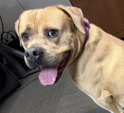 Found/Stray Male Dog last seen FM 1283 past Laurel Canyon Ranch and few miles from HEB on Culebra, FM1283, TX 78056