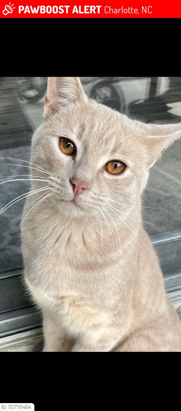 Lost Male Cat last seen Kettering dr and Habersham pointe circle , Charlotte, NC 28210