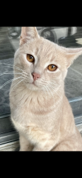 Lost Male Cat last seen Kettering dr and Habersham pointe circle , Charlotte, NC 28210