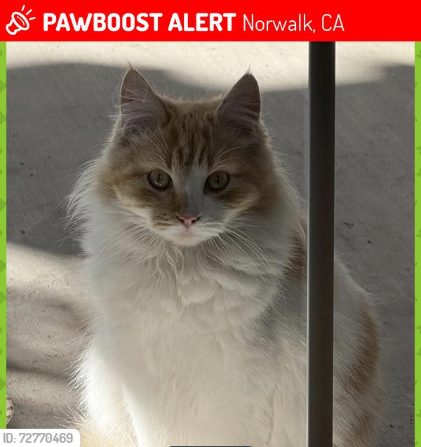 Lost Male Cat last seen Ferina St, Ibex Ave, Grayland Ave, Norwalk, CA 90650