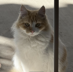 Lost Male Cat last seen Ferina St, Ibex Ave, Grayland Ave, Norwalk, CA 90650