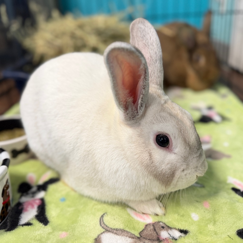Shelter Stray Male Rabbit last seen , 8020 Washington St, Port Richey, FL 34668, USA