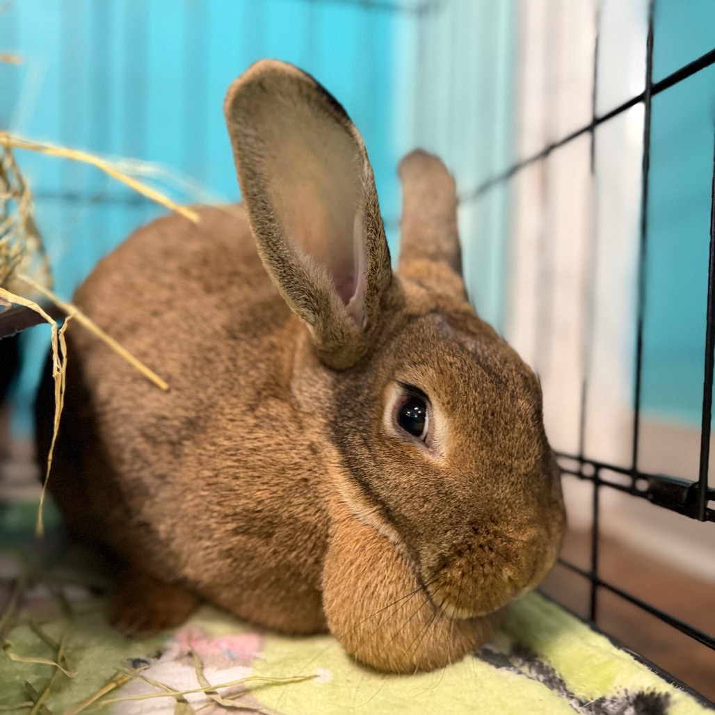Shelter Stray Female Rabbit last seen , 8020 Washington St, Port Richey, FL 34668, USA