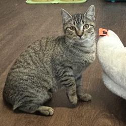 Shelter Stray Female Cat last seen , Port Richey, FL 34653