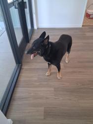 Found/Stray Unknown Dog last seen Peoria, Youngtown, AZ 85363