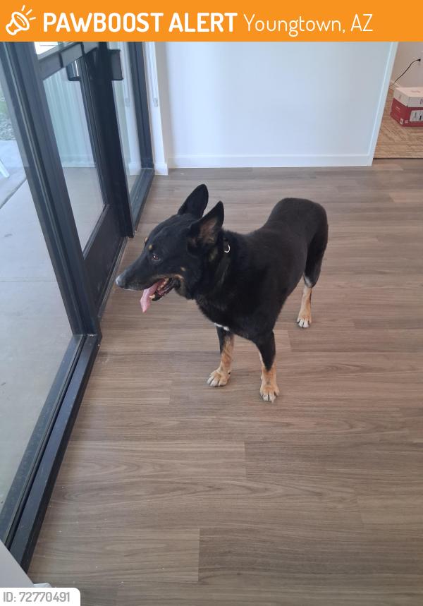 Found/Stray Unknown Dog last seen Peoria, Youngtown, AZ 85363