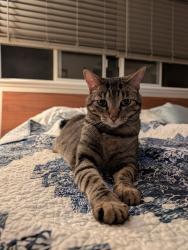 Lost Female Cat last seen Darnoch Way and Helmsdale Rd , Los Angeles, CA 91307