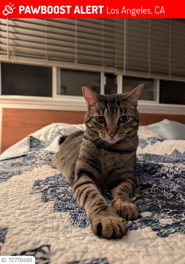Lost Female Cat last seen Darnoch Way and Helmsdale Rd , Los Angeles, CA 91307
