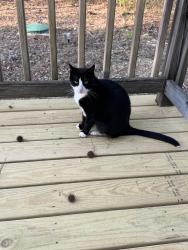 Found/Stray Unknown Cat last seen Whitehouse Rd. And Beechwood Ave., 23834, Colonial Heights, VA 23834