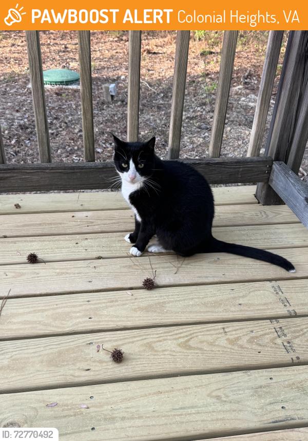 Found/Stray Unknown Cat last seen Whitehouse Rd. And Beechwood Ave., 23834, Colonial Heights, VA 23834