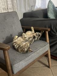 Lost Male Cat last seen 7/11, Duarte, CA 91010