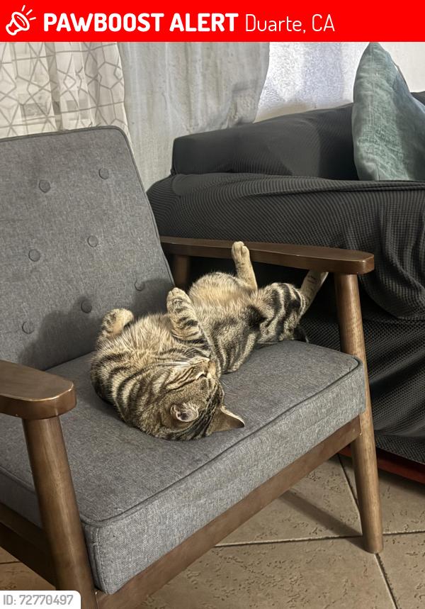 Lost Male Cat last seen 7/11, Duarte, CA 91010