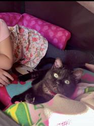Lost Male Cat last seen Mattison lane and Greystone , Santa Cruz, CA 95062