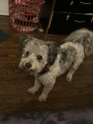 Lost Male Dog last seen Poly High School, Atlantic Ave, East 16th Street, Long Beach, CA 90813