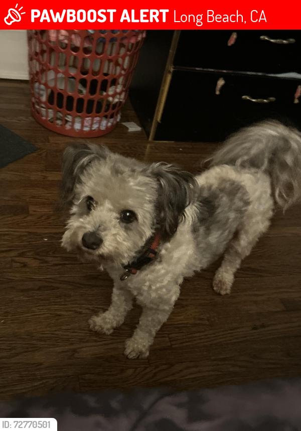 Lost Male Dog last seen Poly High School, Atlantic Ave, East 16th Street, Long Beach, CA 90813