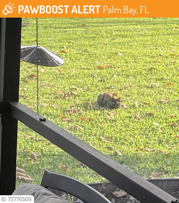 Found/Stray Unknown Cat last seen Hurole and Emerson , Palm Bay, FL 32907