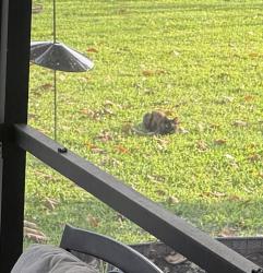 Found/Stray Unknown Cat last seen Hurole and Emerson , Palm Bay, FL 32907