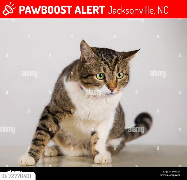 Lost Female Cat last seen dollar general, Jacksonville, NC 28540