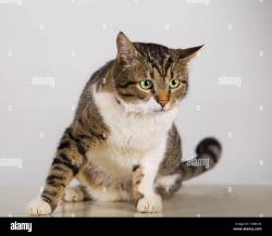 Lost Female Cat last seen dollar general, Jacksonville, NC 28540